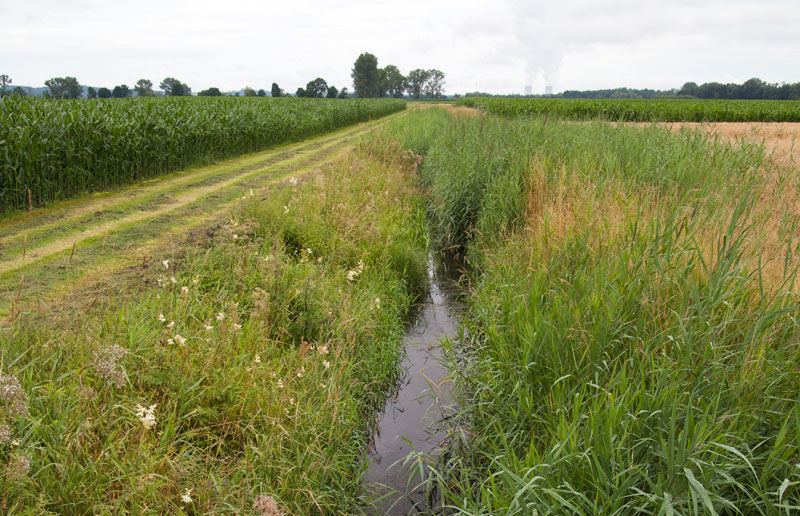 Habitat - Coenagrion mercuriale