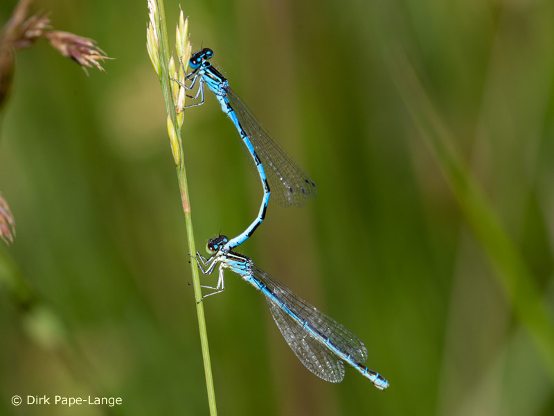 Coenagrion mercuriale - tandem