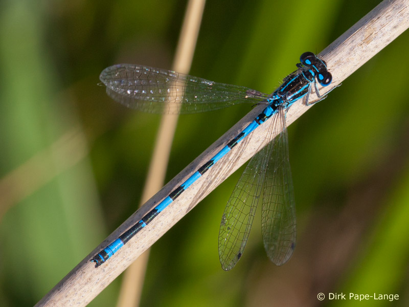 Coenagrion mercuriale - mâle