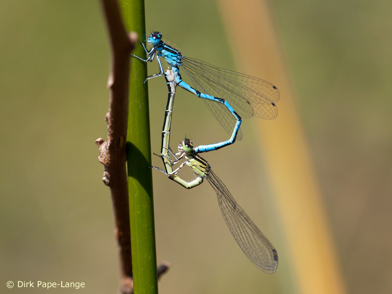 Coenagrion mercuriale - Cœur copulatoire