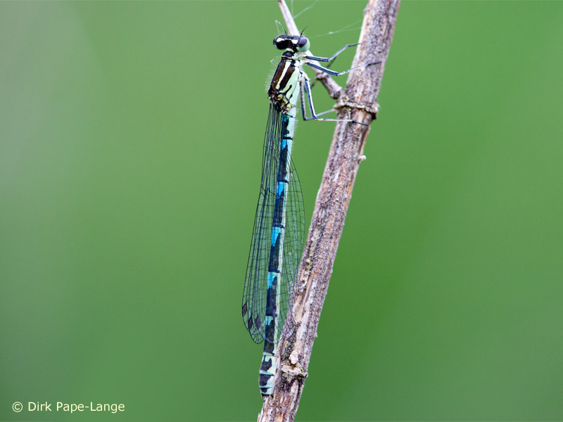 Coenagrion puella - femelle - blue