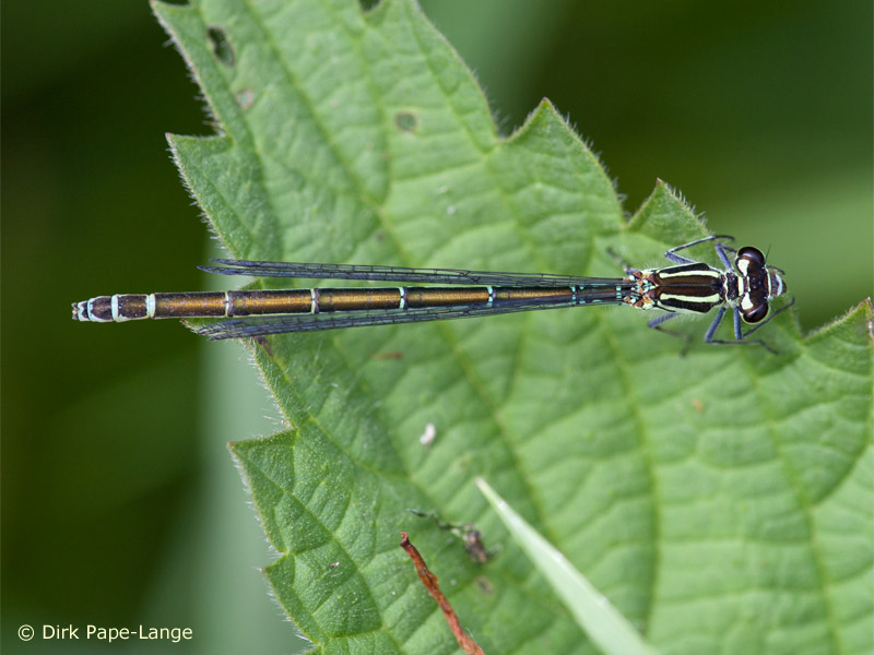 Coenagrion puella - femelle - green
