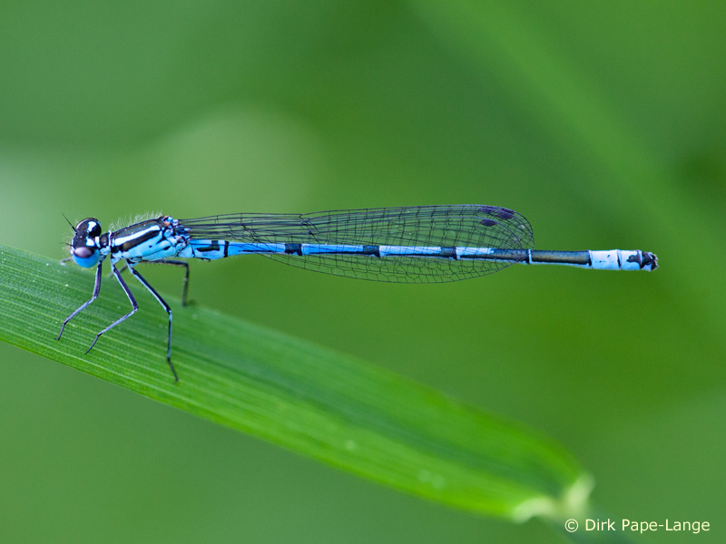 Coenagrion puella - mâle