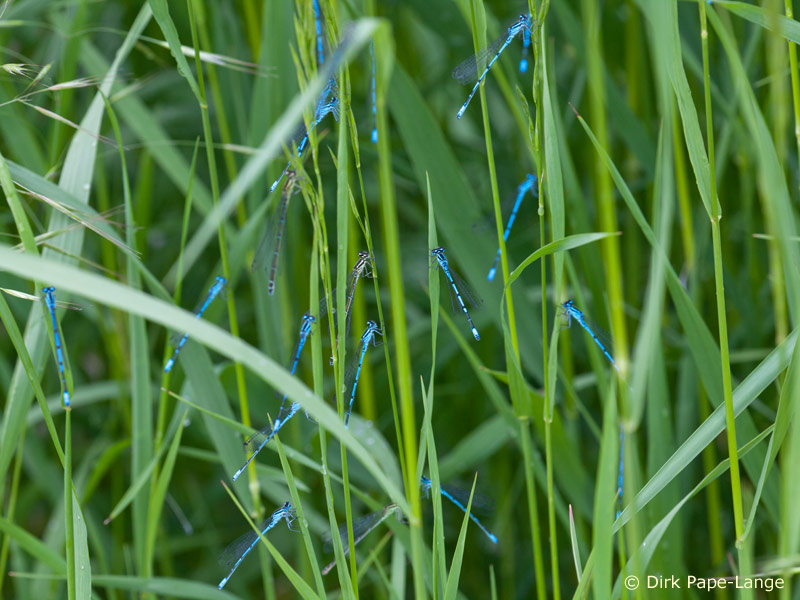 Coenagrion puella