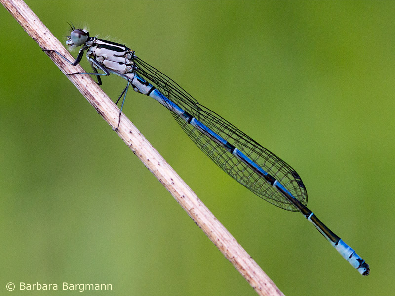 Coenagrion puella - mâle