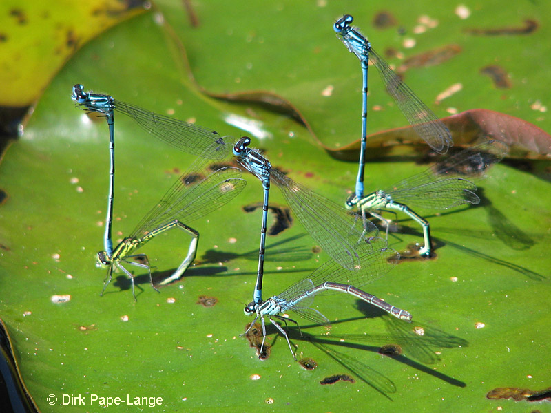 Coenagrion puella - ponte
