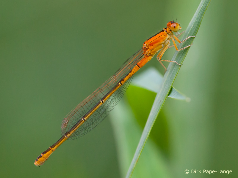 Ischnura pumilio - golden female
