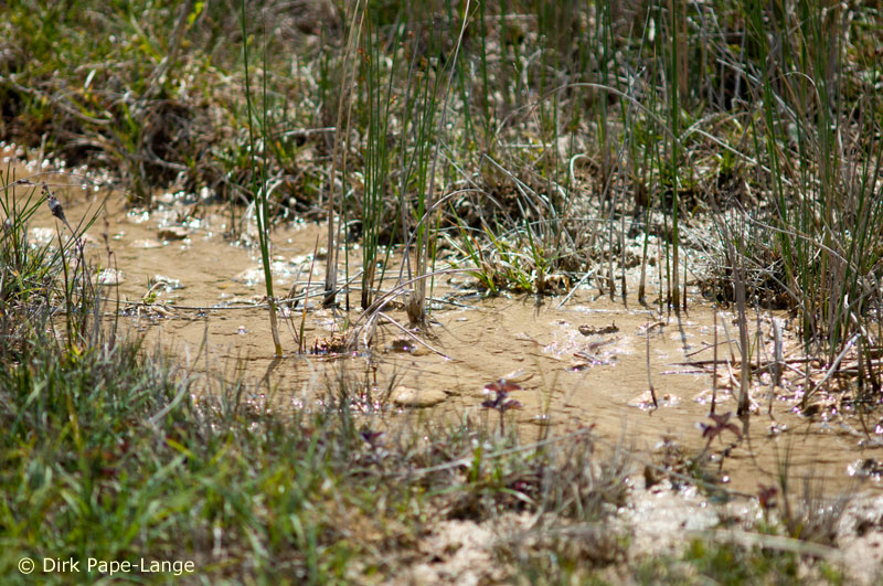 Habitat - Ischnura pumilio