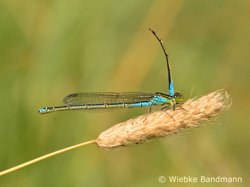 Erythromma viridulum - Veuve