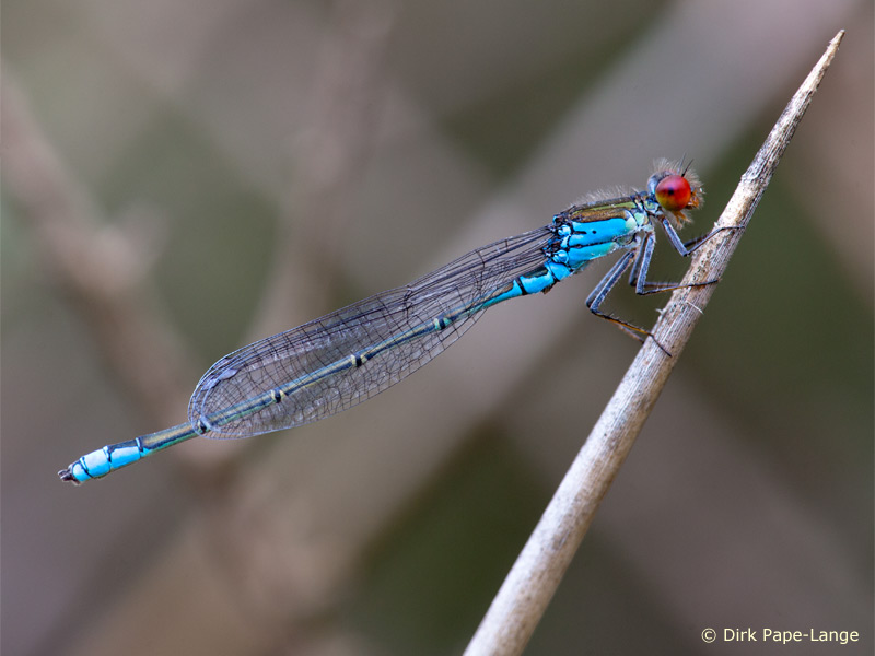 Erythromma viridulum - mâle