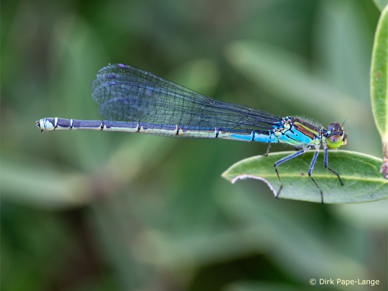 Erythromma viridulum - femelle