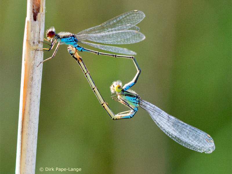 Erythromma viridulum - Cœur copulatoire