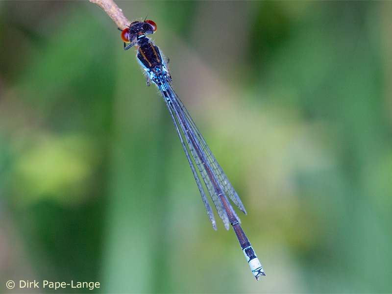 Erythromma viridulum - mâle