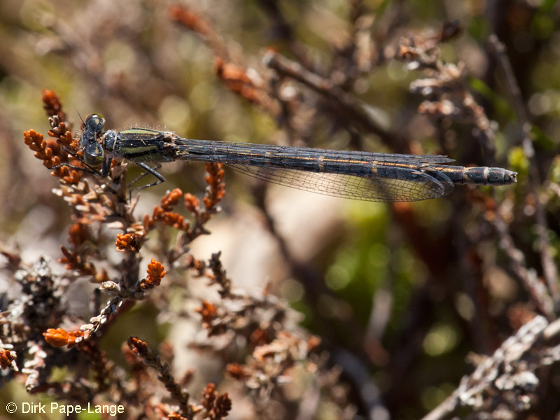 Coenagrion lunulatum - femelle