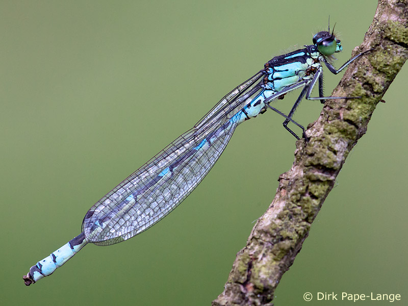Coenagrion lunulatum - mâle