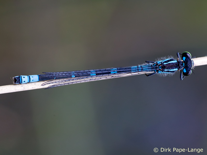 Coenagrion lunulatum - mâle