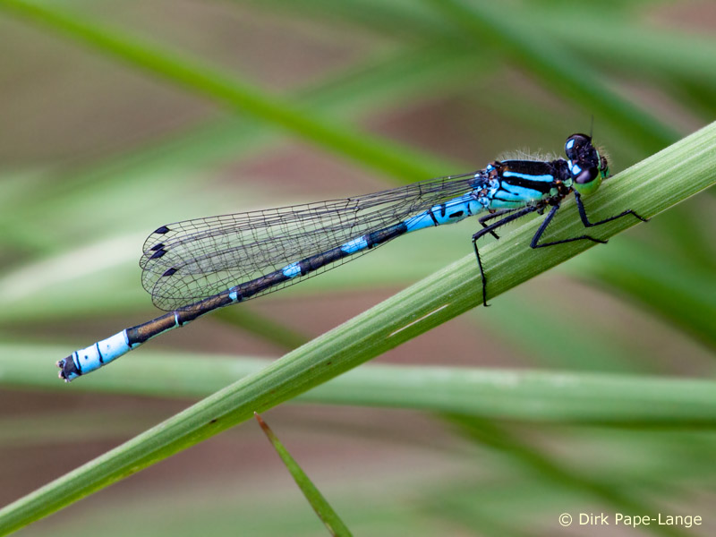Coenagrion lunulatum - mâle