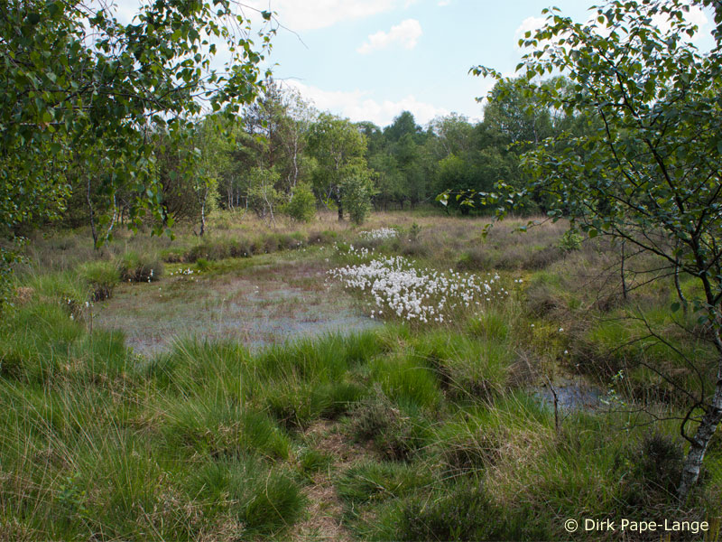 Habitat - Coenagrion lunulatum