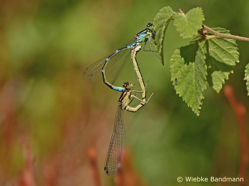 Coenagrion lunulatum - Accouplement
