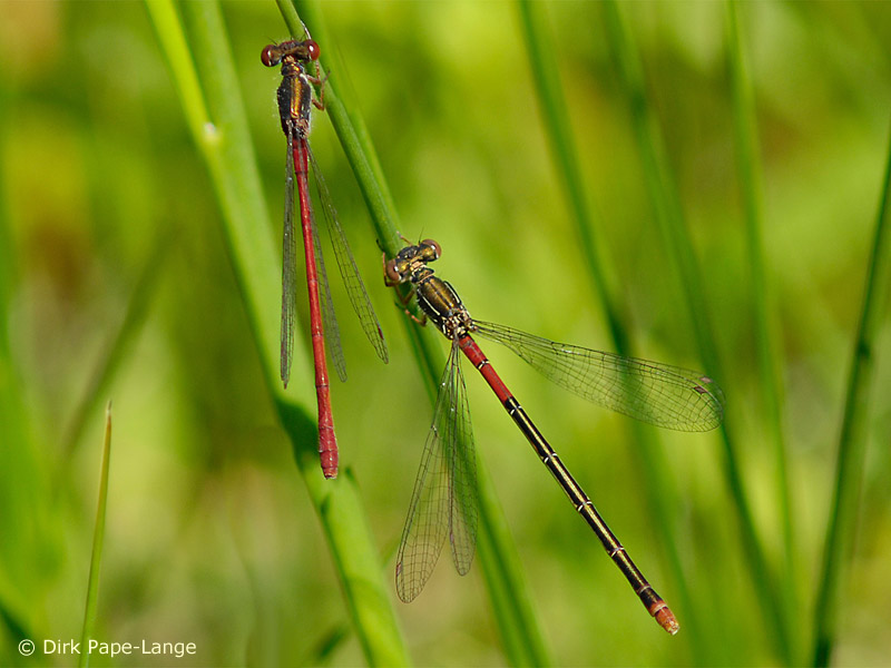 Ceriagrion tenellum