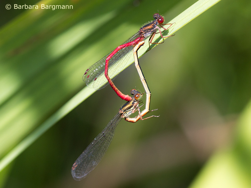 Ceriagrion tenellum - Cœur copulatoire