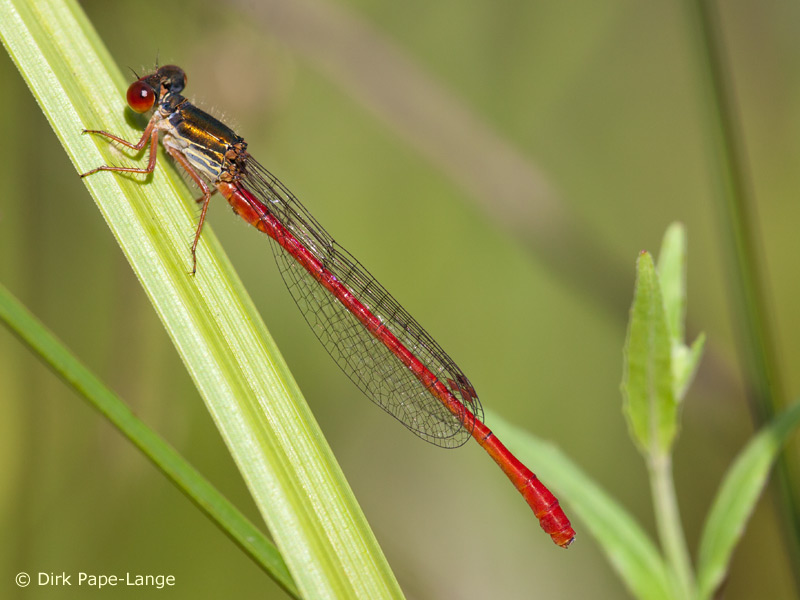 Ceriagrion tenellum - mâle