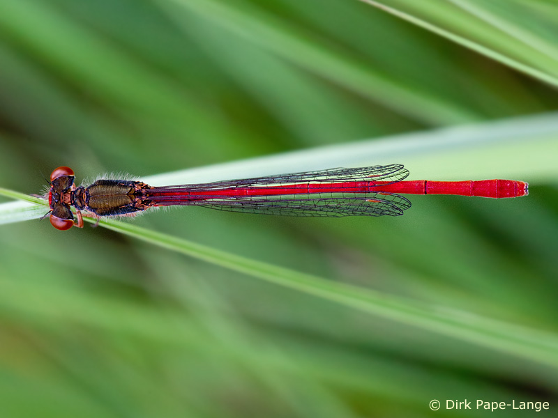 Ceriagrion tenellum - mâle