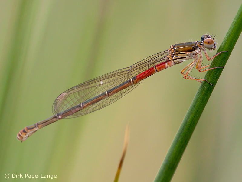 Ceriagrion tenellum - femelle