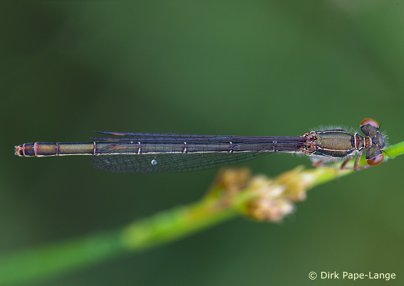 Ceriagrion tenellum - femelle