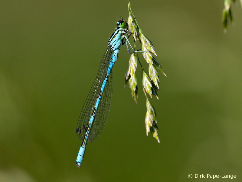 Coenagrion hastulatum - mâle