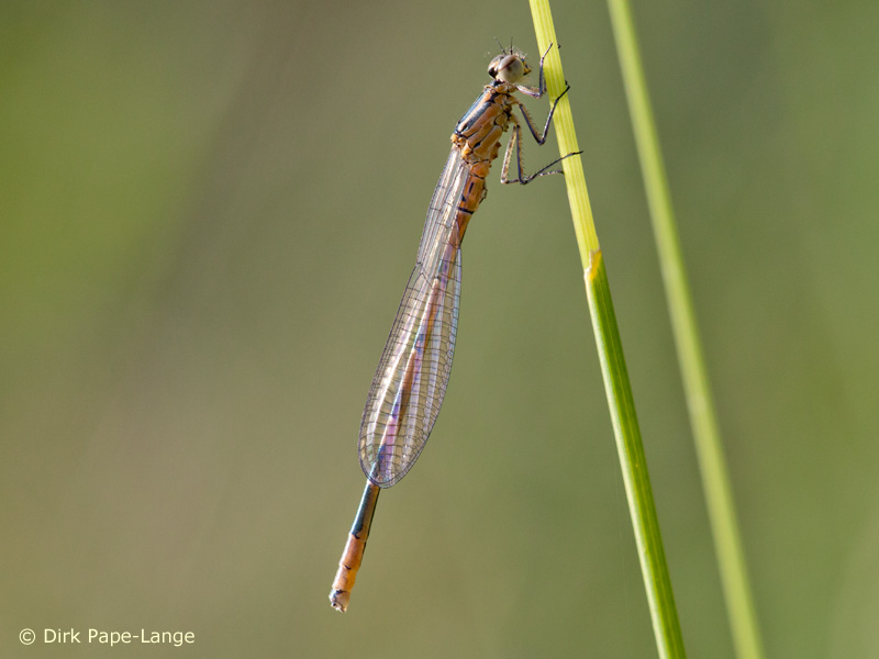Coenagrion hastulatum - émergence