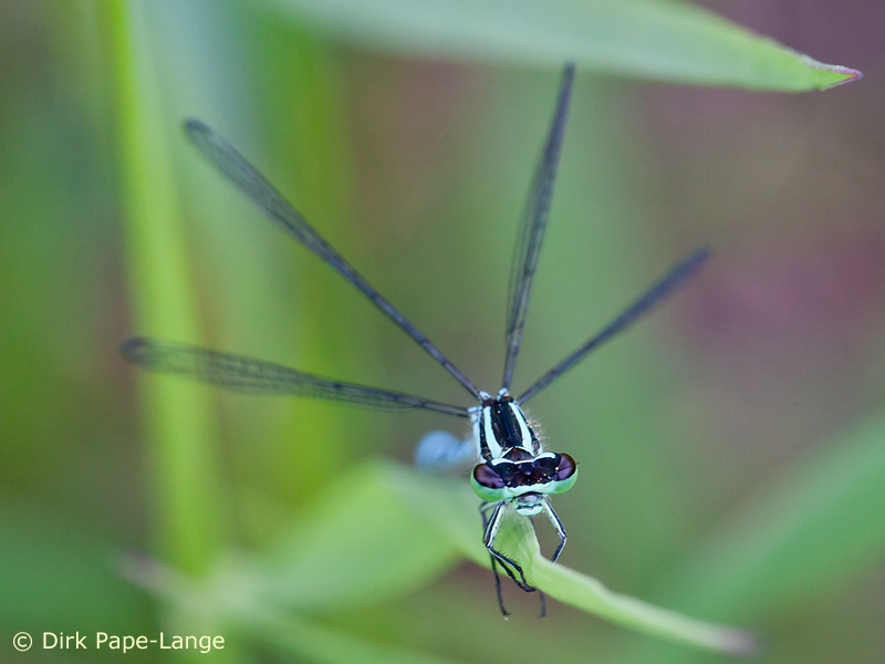 Coenagrion hastulatum - mâle