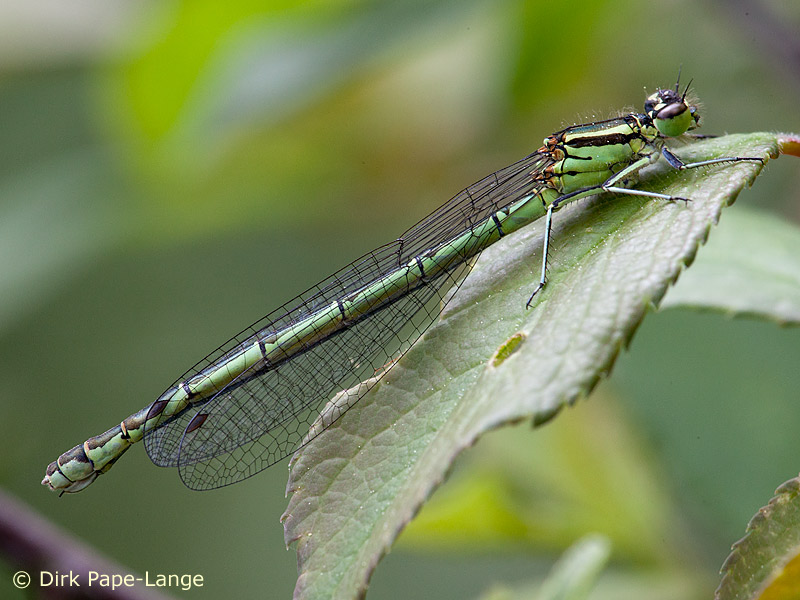 Coenagrion hastulatum - femelle