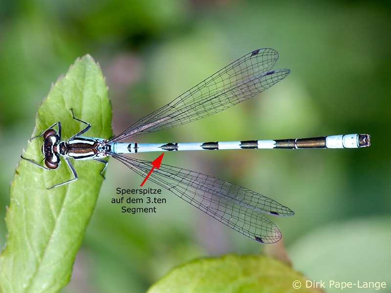 Coenagrion hastulatum - mâle