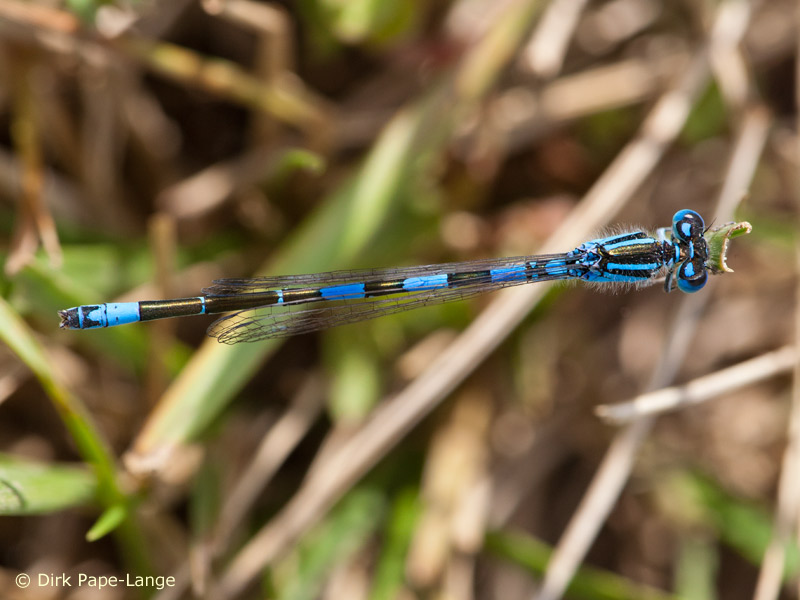 Coenagrion caerulescens - mâle