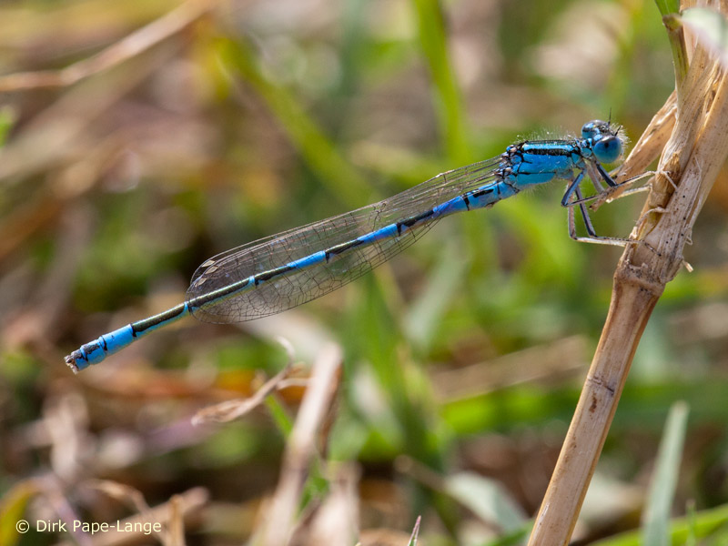 Coenagrion caerulescens - mâle