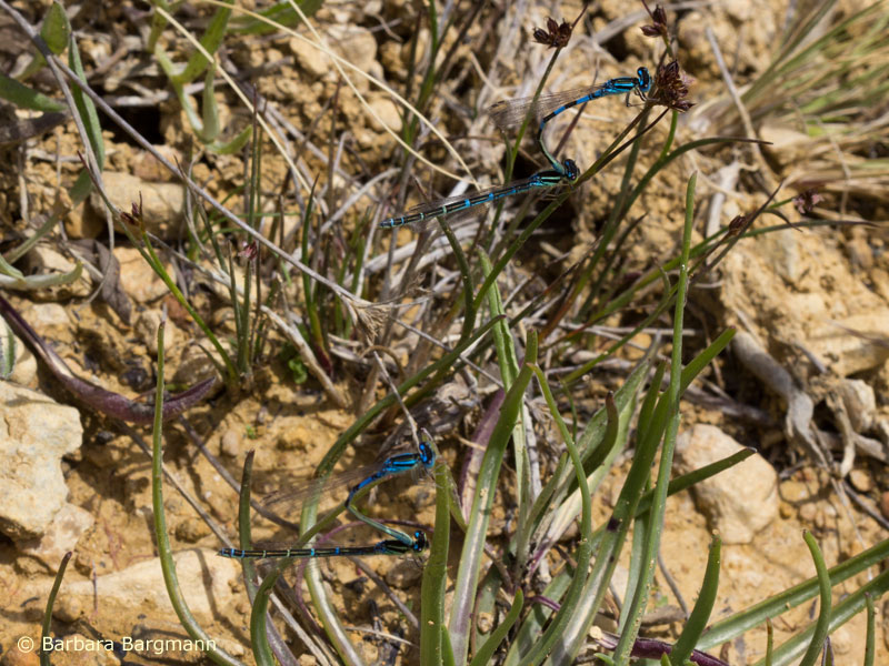 Coenagrion caerulescens