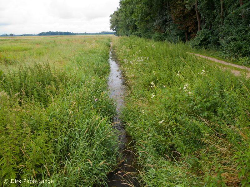 Habitat - Coenagrion ornatum