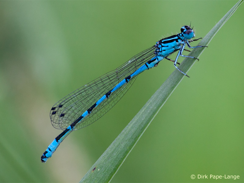 Coenagrion ornatum - mâle