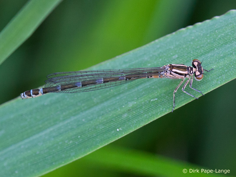 Coenagrion ornatum - femelle