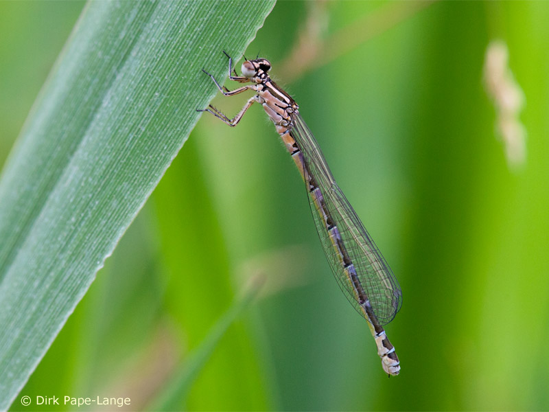 Coenagrion ornatum - femelle