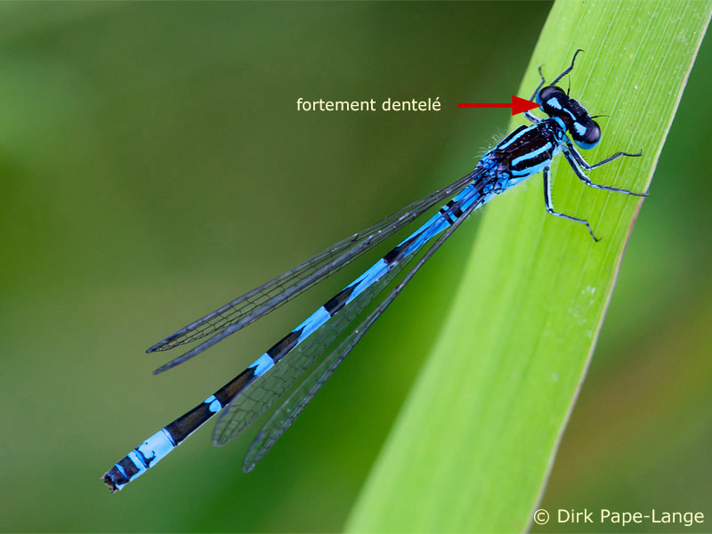 Coenagrion ornatum - mâle