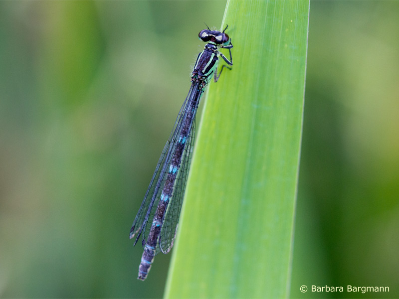 Coenagrion ornatum - femelle