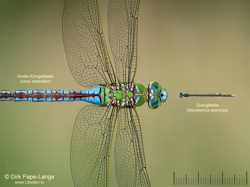 Nehalennia speciosa - Anax imperator