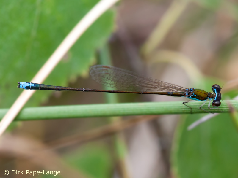 Nehalennia speciosa - mâle