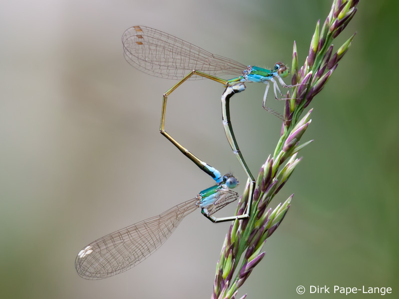 Nehalennia speciosa - Cœur copulatoire