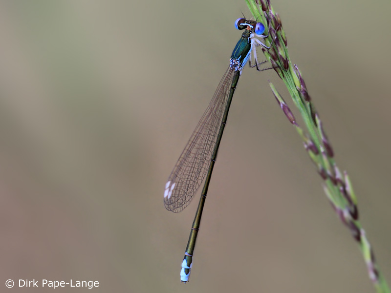 Nehalennia speciosa - femelle bleu