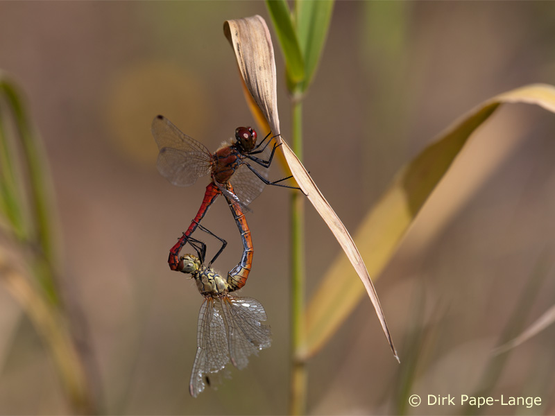 Sympetrum sanguineum) - Cœur copulatoire