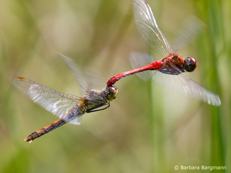 blutrote Heidelibelle