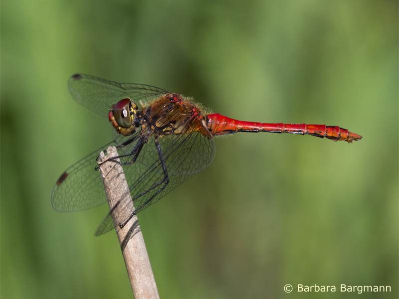 Sympetrum sanguineum - jung